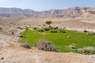 Judean-wilderness-with-grass,-tb021107531-bibleplaces